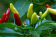 red hot chilli plant